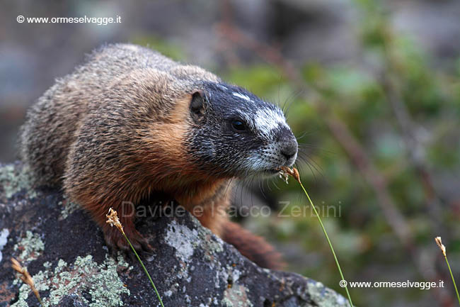 090 Marmotta IMG 0461 (2)